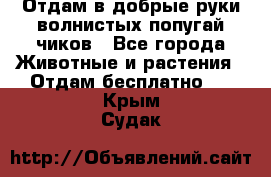 Отдам в добрые руки волнистых попугай.чиков - Все города Животные и растения » Отдам бесплатно   . Крым,Судак